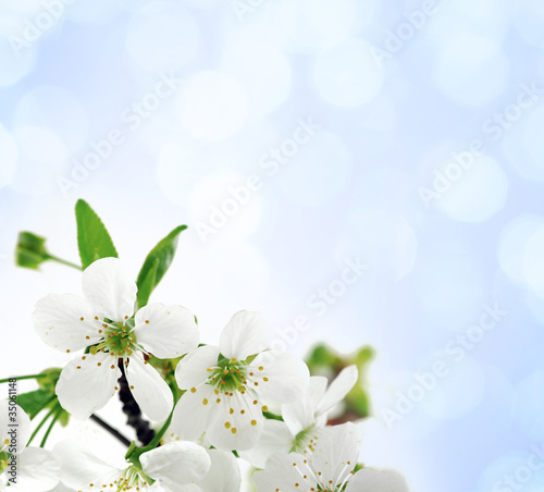 Fototapeta Naklejka Na Ścianę i Meble -  Tree branch with cherry flowers over blue background
