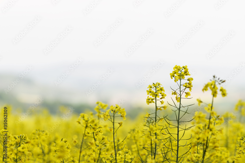 yellow colza yellow colza