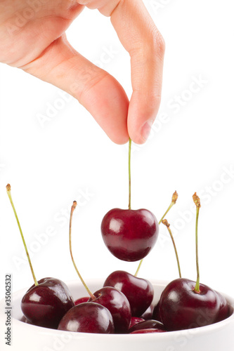 Red ripe cherries in the hand over white background