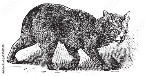 Manx vintage engraving