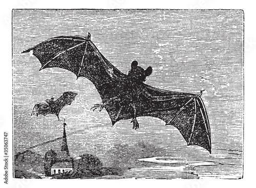 Common Bat vintage engraving
