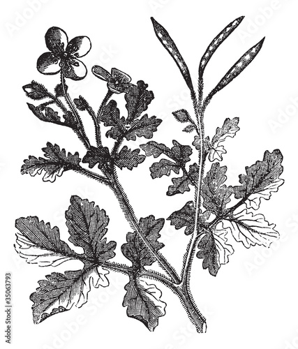 Greater Celandine vintage engraving
