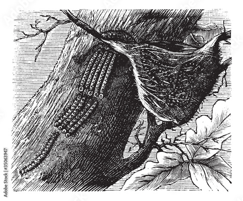 Processionary Caterpillar vintage engraving