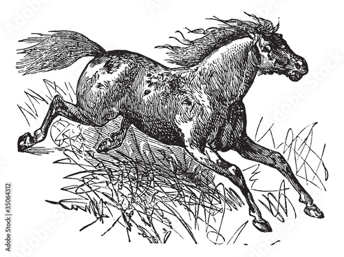Mustang vintage engraving