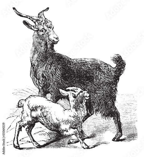 Domestic Goat vintage engraving