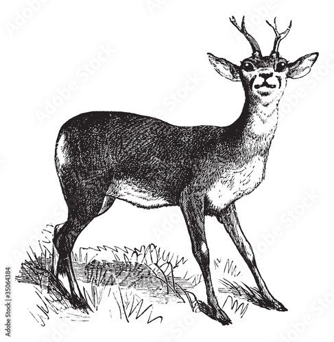 Roe Deer vintage engraving