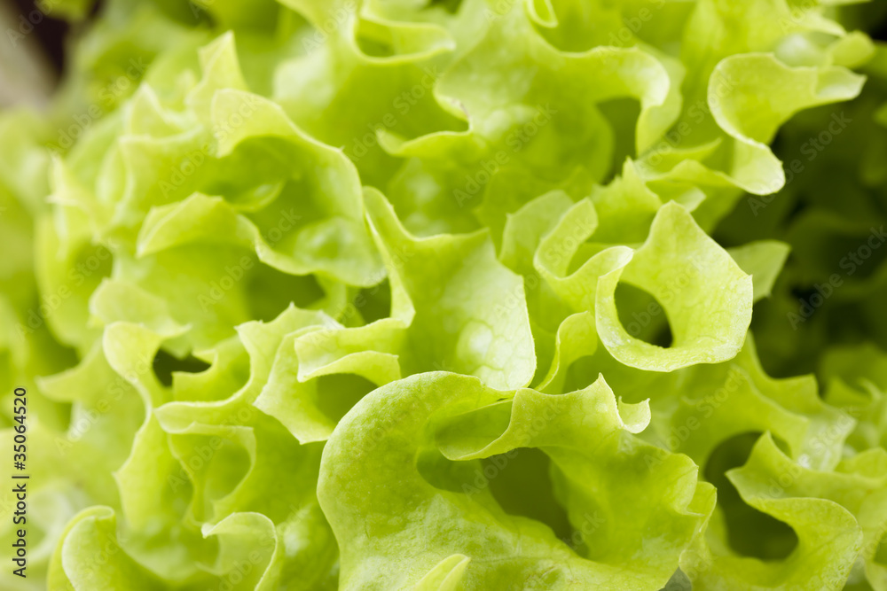 Green Leaf Lettuce Green Leaf Lettuce
