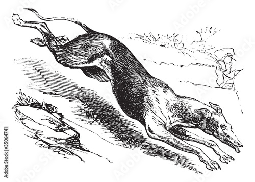 English Greyhound vintage engraving