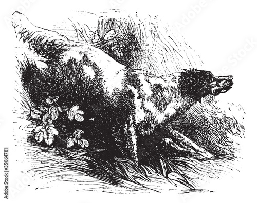 English Setter vintage engraving