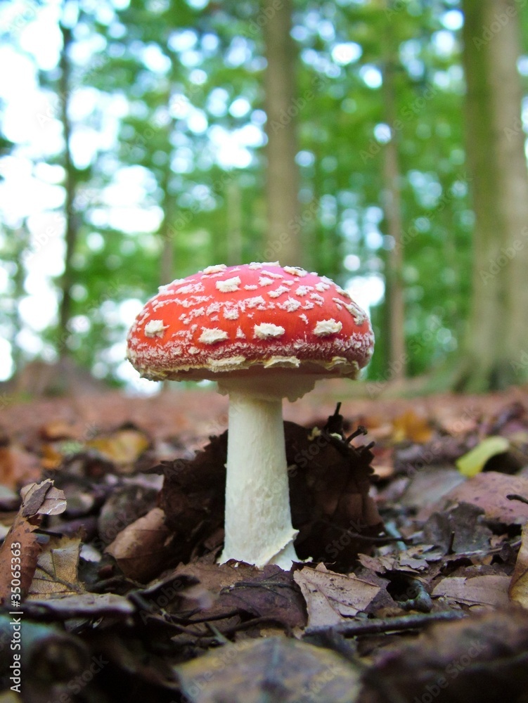 Glückspilz, Fliegenpilz in einem Laubwald, Lüneburger Heide, Niedersachsen, Deutschland, Europa