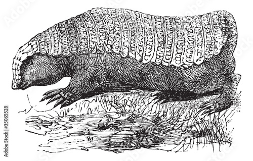 Pink Fairy Armadillo or Pichiciego or Chlamyphorus truncatus vin