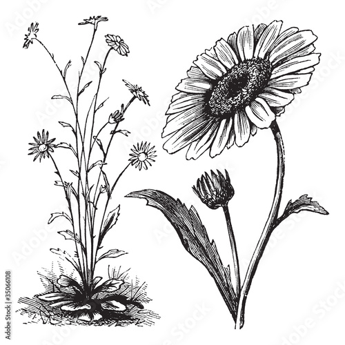 Chrysanthemum sp. vintage engraving