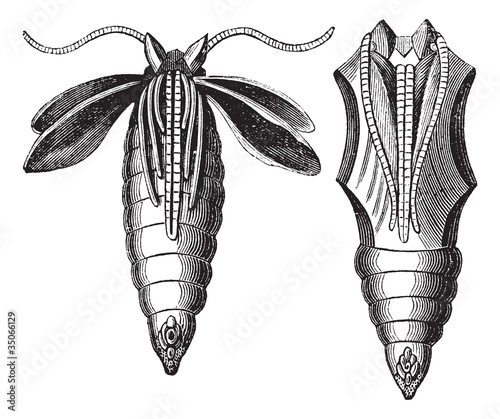Chrysalide of a Moth vintage engraving