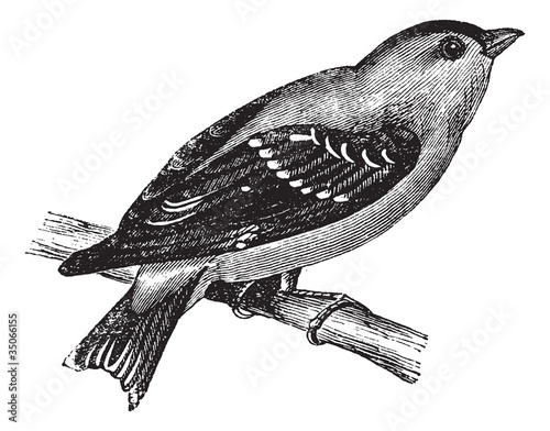 Wild Canary or American Goldfinch or Eastern Goldfinch vintage e
