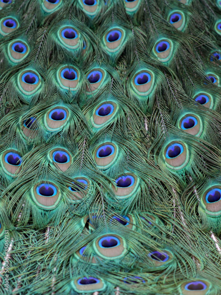 Fototapeta premium Peacock