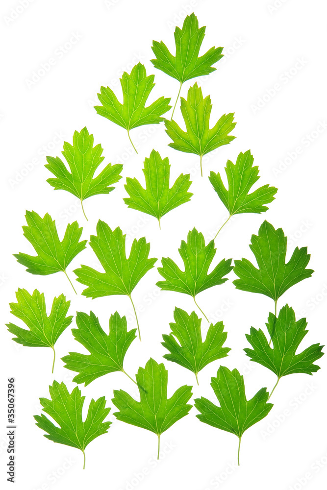 Abstract group of a green foliage isolated on white Abstract group of a green foliage isolated on white