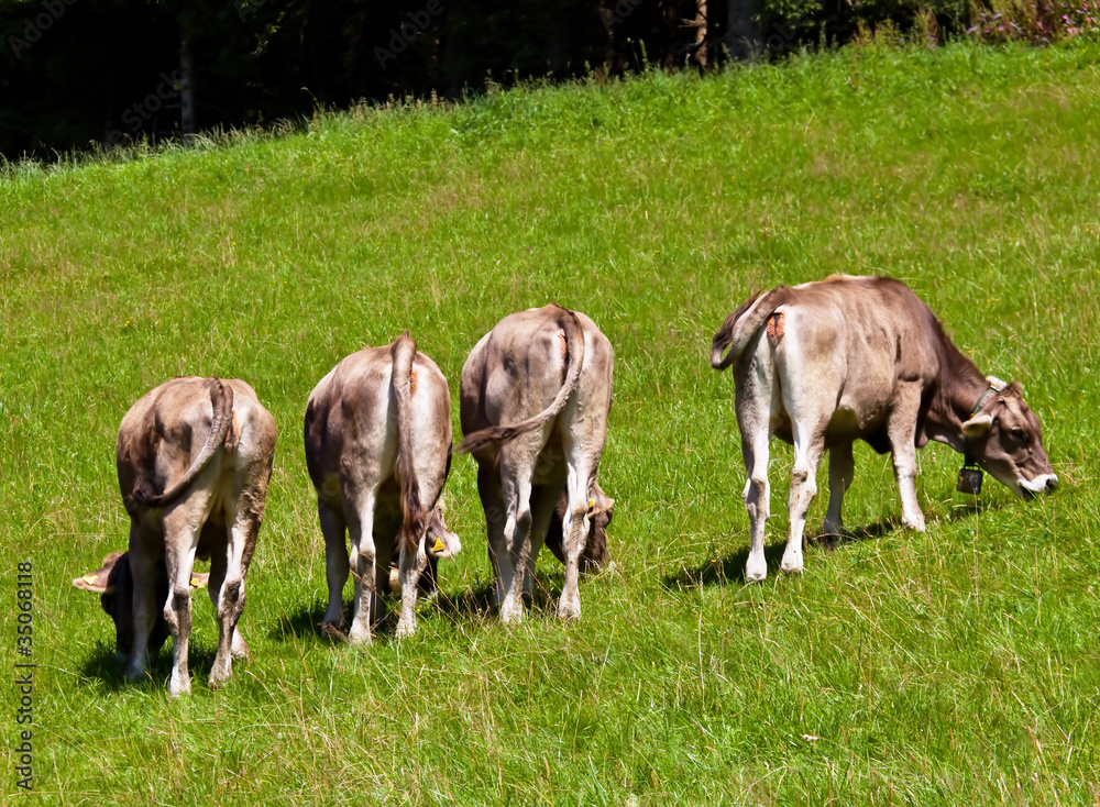 Kühe auf einer Weide auf der Alm Kühe auf einer Weide auf der Alm