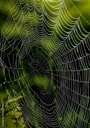 Spinnennetz einer Spinne