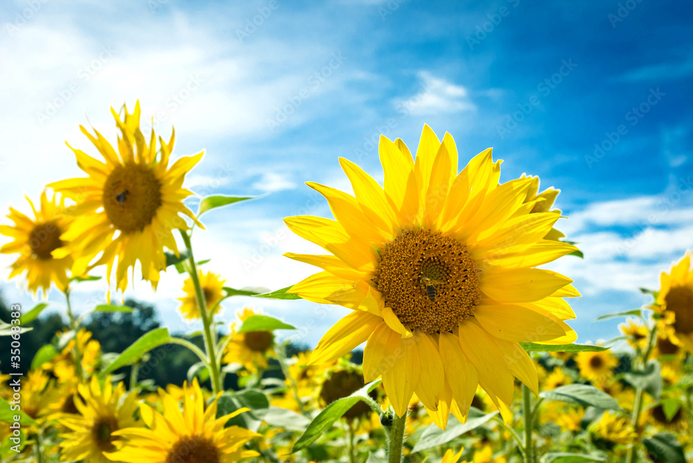 Fototapeta premium flowers