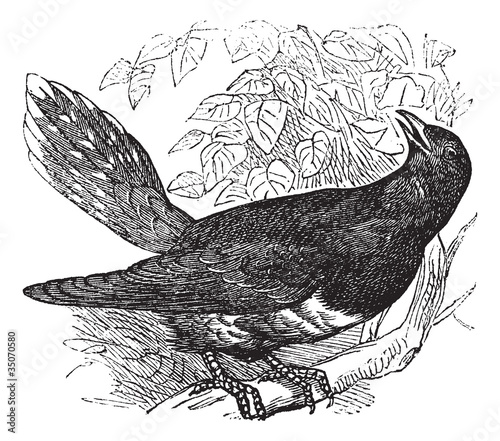 Common Cuckoo or Cuculus canorus vintage engraving