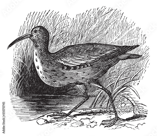 Eskimo Curlew or Northern Curlew or Numenius borealis vintage en
