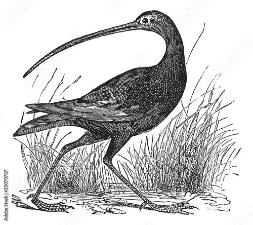 Slender-billed Curlew or Numenius tenuirostris vintage engraving