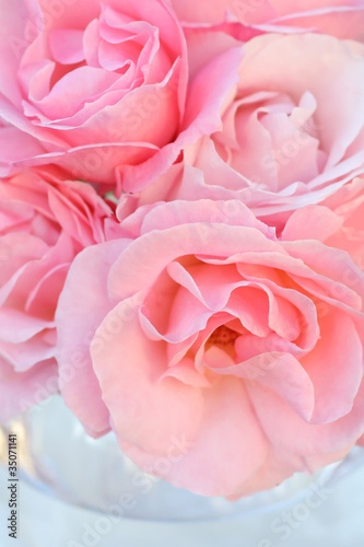 Lovely Pink roses close up