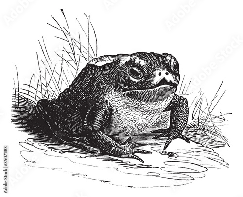 Common Toad or Bufo sp. vintage engraving