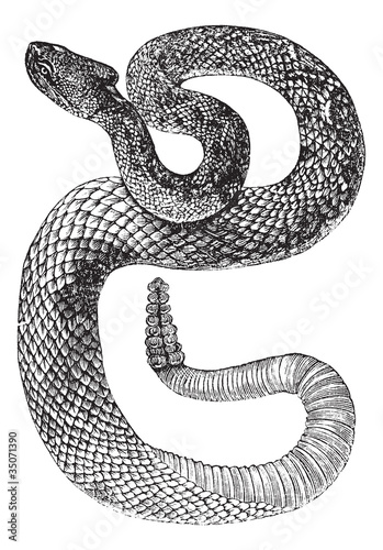 South American Rattlesnake or Tropical Rattlesnake or Crotalus d