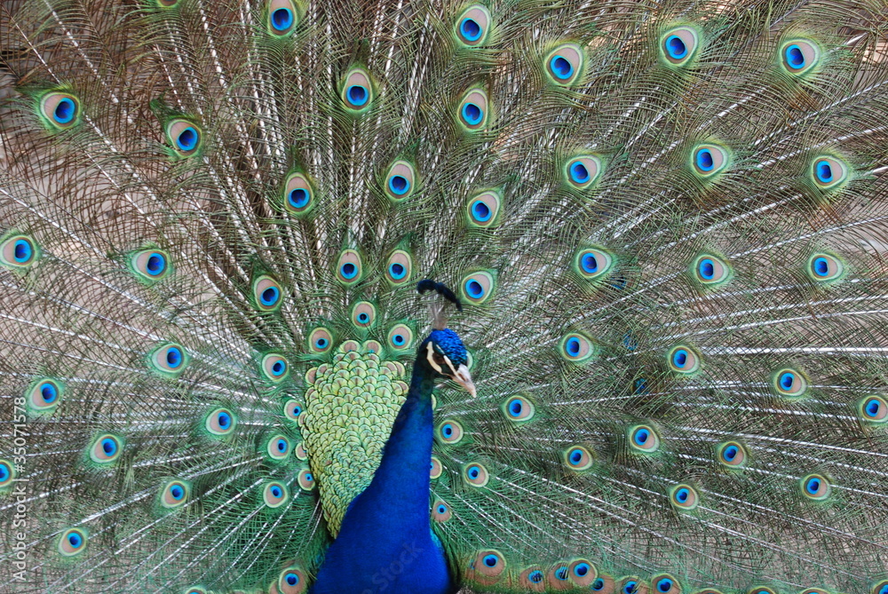 Fototapeta premium paon