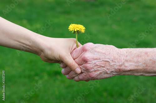 Young and senior's hand holding a dandelion