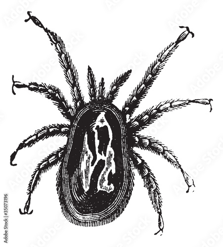 Red Mite or Dermanyssus gallinae, vintage engraving photo