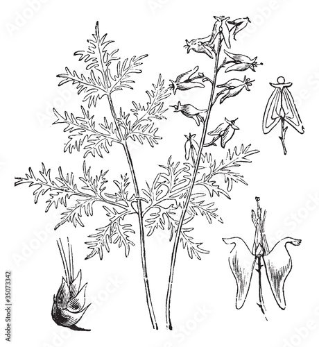 Dutchman's Breeches or Dutch Breeches or Dicentra cucullaria, vi photo