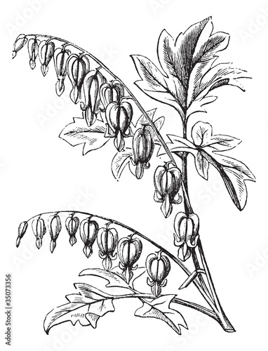 Old-fashioned Bleeding-Heart or Venus's Car or Lady in a Bath or