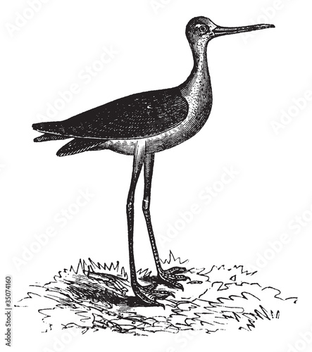 Black-necked Stilt or Himantopus mexicanus, vintage engraving