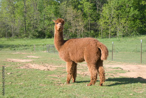 Brown huacaya alpaca standing in pasture