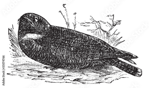 Spotted Nightjar or Eurostopodus argus, vintage engraving