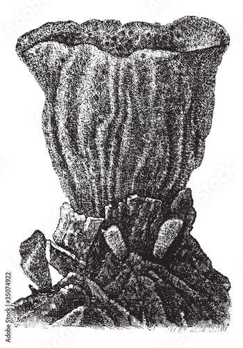 Sponge, vintage engraved illustration