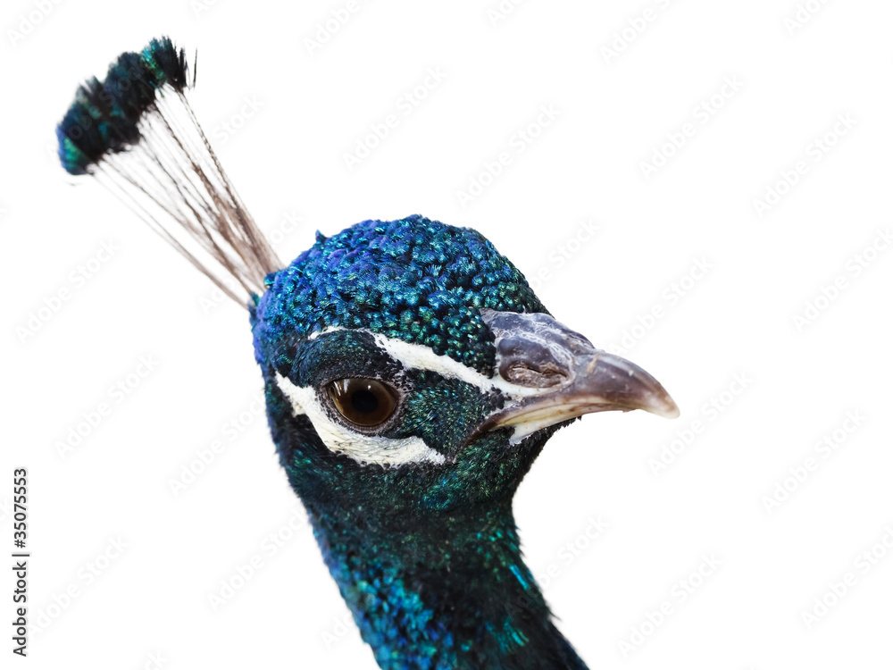 Naklejka premium Portrait of colorful peacock