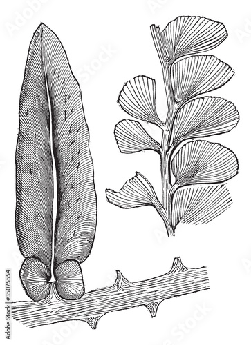 Neuropteris and Adiantites, vintage engraving
