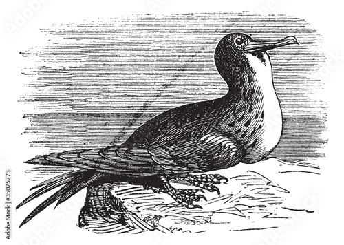 Great Frigatebird or Fregata minor  vintage engraving