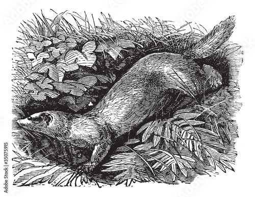 Ferret or Mustela putorius furo vintage engraving.