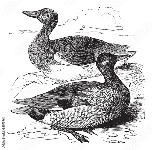 Gadwall or Anas strepera vintage engraving