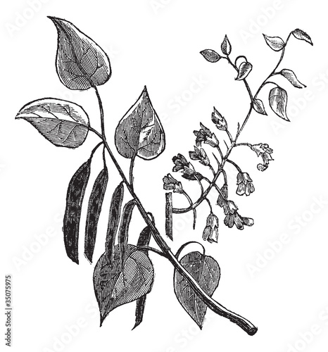 Cercis canadensis or Eastern Redbud vintage engraving