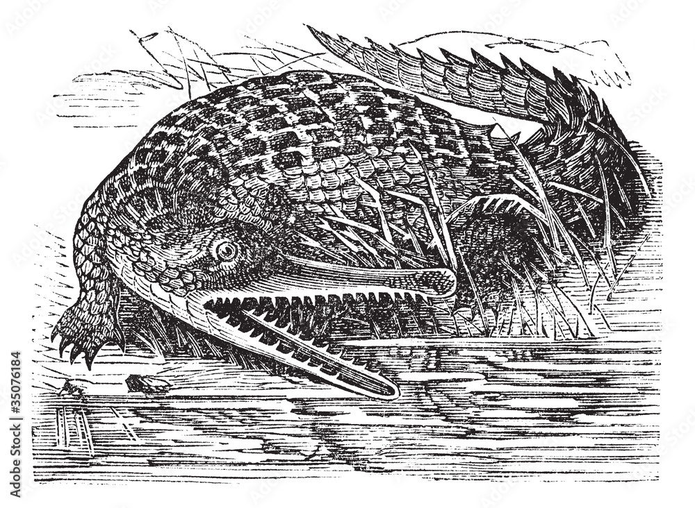 Naklejka premium Gharial or Gavialis gangeticus vintage engraving
