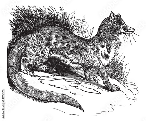 Rusty-spotted Genet or Genetta maculata vintage engraving
