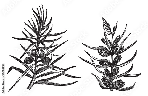 Juniper vintage engraving