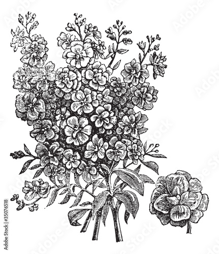 Double wallflower vintage engraving
