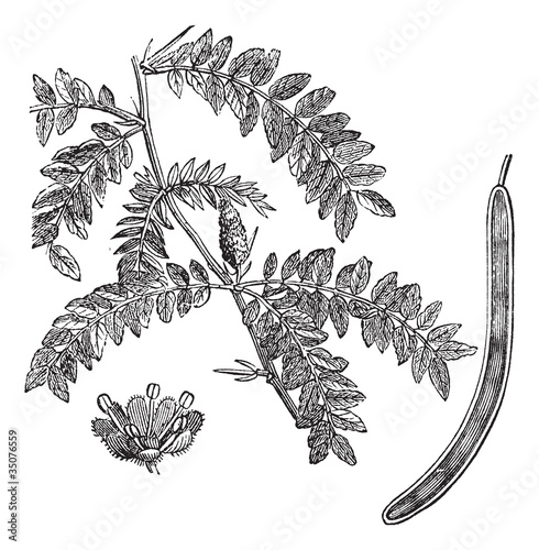 Honey locust or Gleditsia triacanthos vintage engraving photo