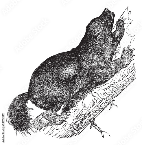 Wolverine or Gulo luscus vintage engraving